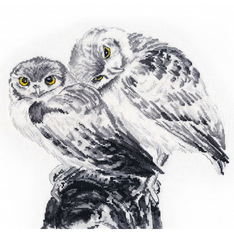 Owls in Love S1272