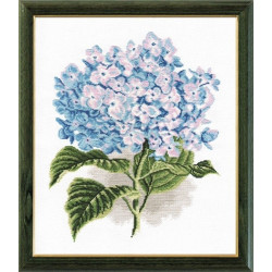 Hydrangea S564