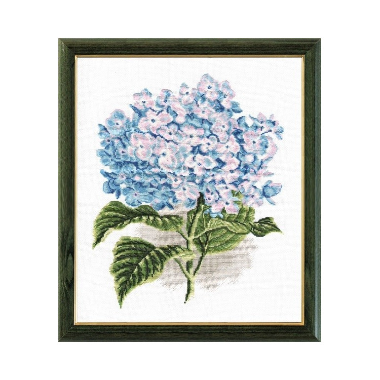 Hydrangea S564