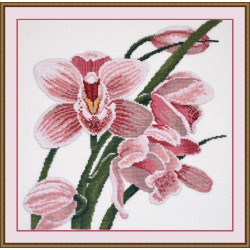 Orchid S762