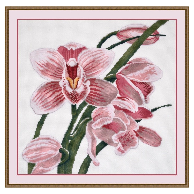 Orchid S762