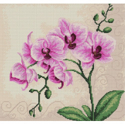 Orchid SB2227