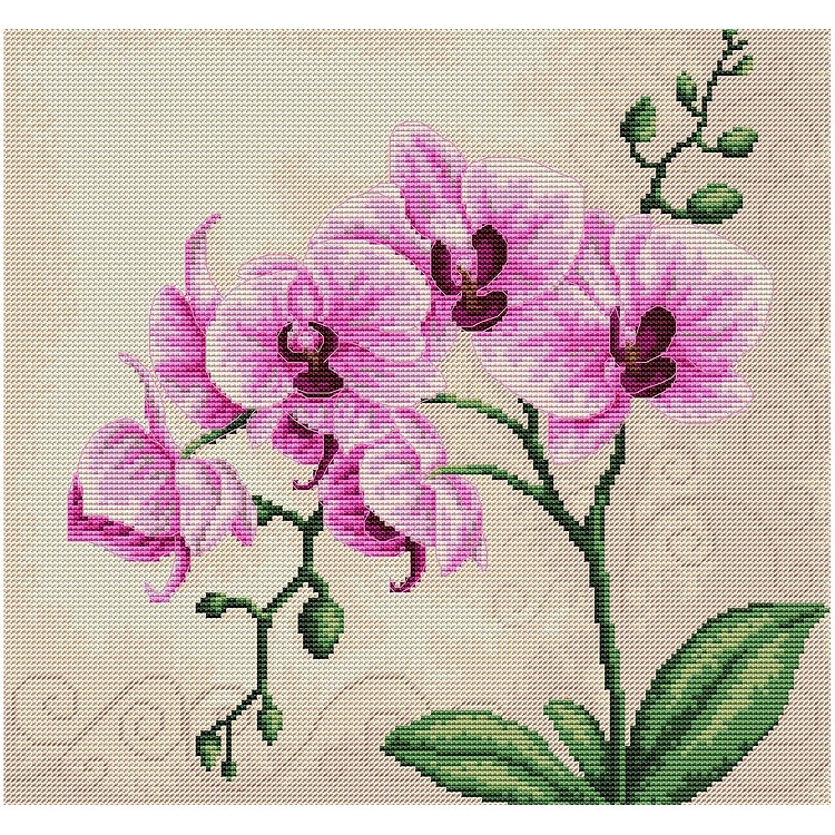 Orchid SB2227