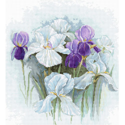 Irises SB2367