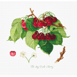 The May Duke Cherry SBA22460