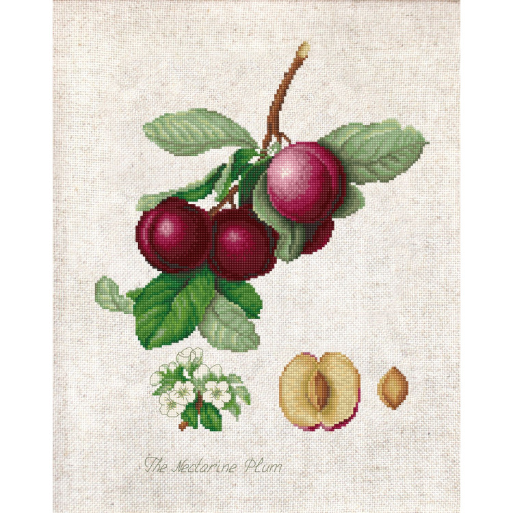 The Nectarine Plum SBL22480