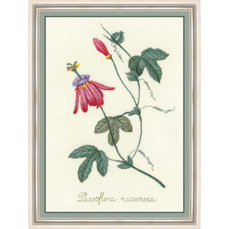 (CLEARANCE SALE)  Passiflora based on Pierre-Joseph Redouté gravure SNP013