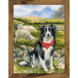 Border Collie SR1767