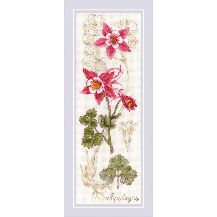 Aquilegia SR1796