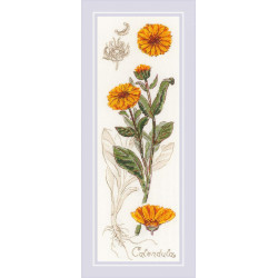 Calendula SR1798