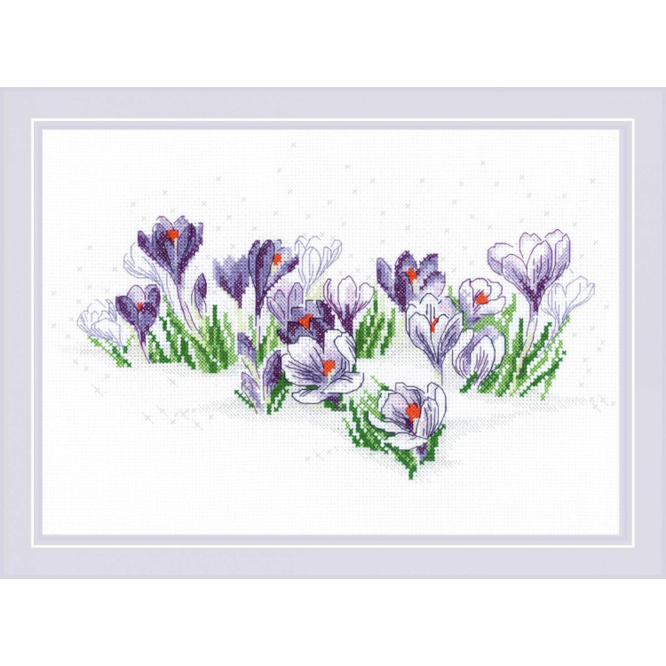 Crocuses under the Snow SR1855