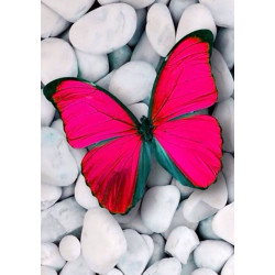 Pink Butterfly WD054