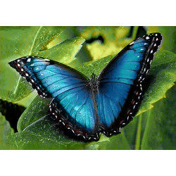 Blue Morpho WD055