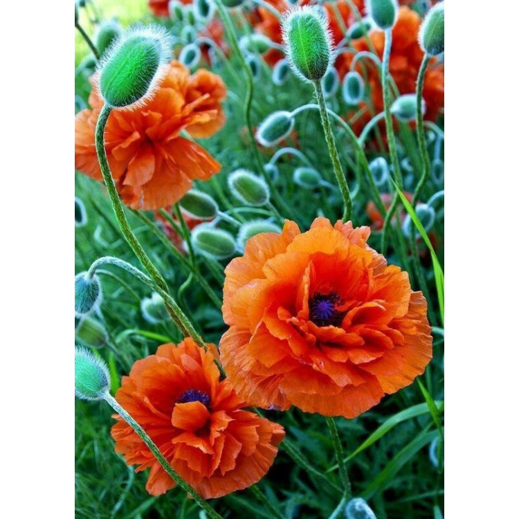 Poppie Field 27*38 cm WD012