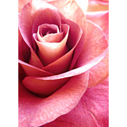 Pink Rose WD019