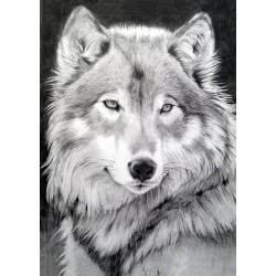 Grey Wolf WD086