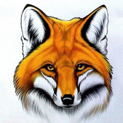 Red Fox WD2375