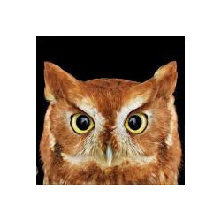 (discontinued) Wise Owl  20*20 cm WD2379