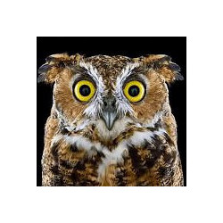 (discontinued) Curious Owl 20*20 cm WD2380