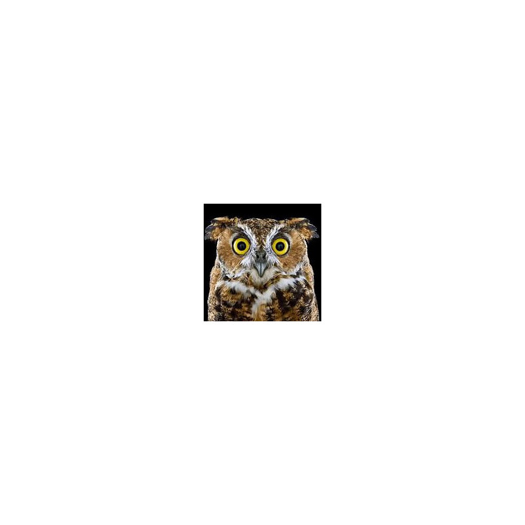 (discontinued) Curious Owl 20*20 cm WD2380