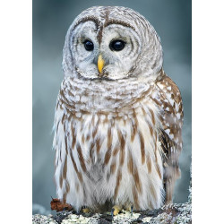 (discontinued) Polar Owl 27*38 cm WD2381