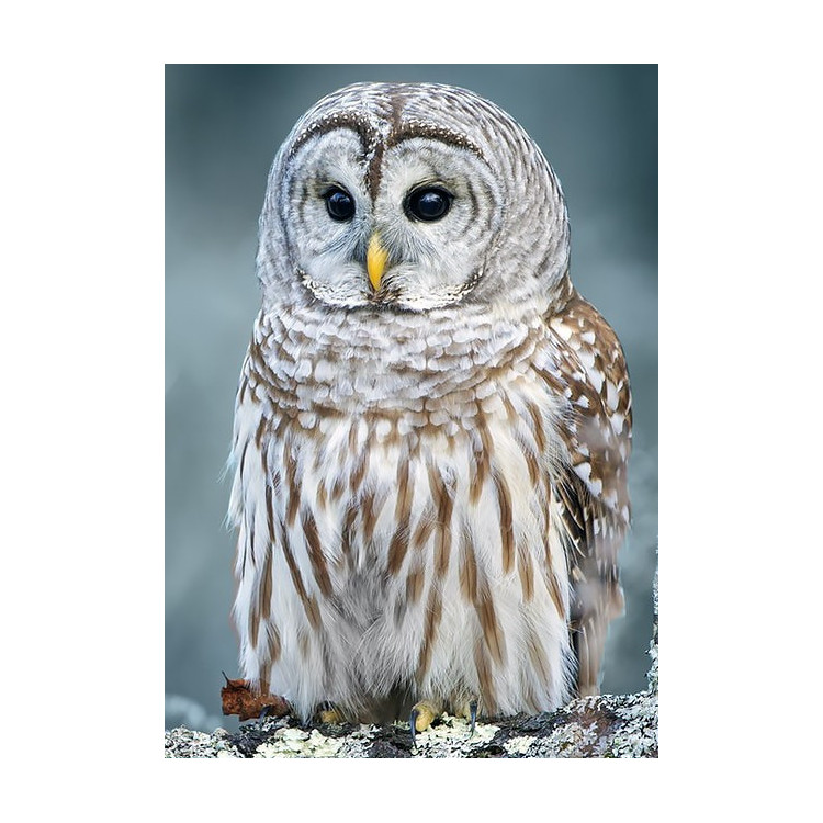 (discontinued) Polar Owl 27*38 cm WD2381