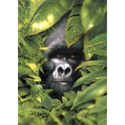 copyright SALE (Discontinued) Silverback  27*38 cm WD2407