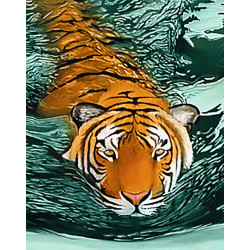 Tiger Waters WD2413