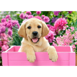 copyright (SALE) Labrador Puppy in Pink Box 38*27 WD2414