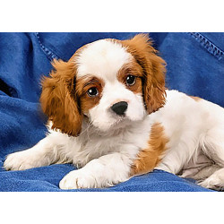 copyright (SALE) Spaniel Puppy 38*27 cm WD2415