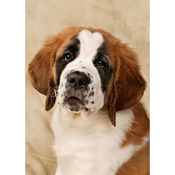 copyright (SALE) St. Bernard Puppy 27*38 cm WD2416