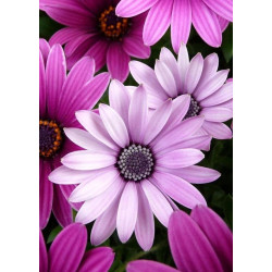 Purple Daisies WD2306