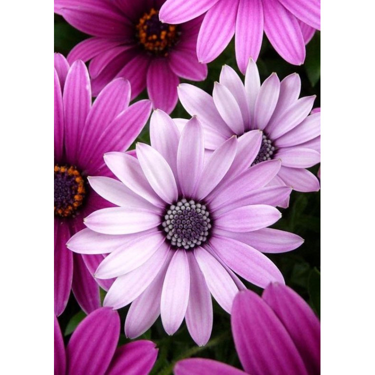 Purple Daisies WD2306