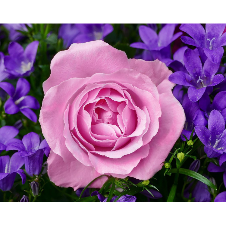 Garden Rose WD2308