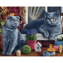 British Shorthair Cats WD2483