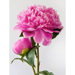 Pink Peony WD276