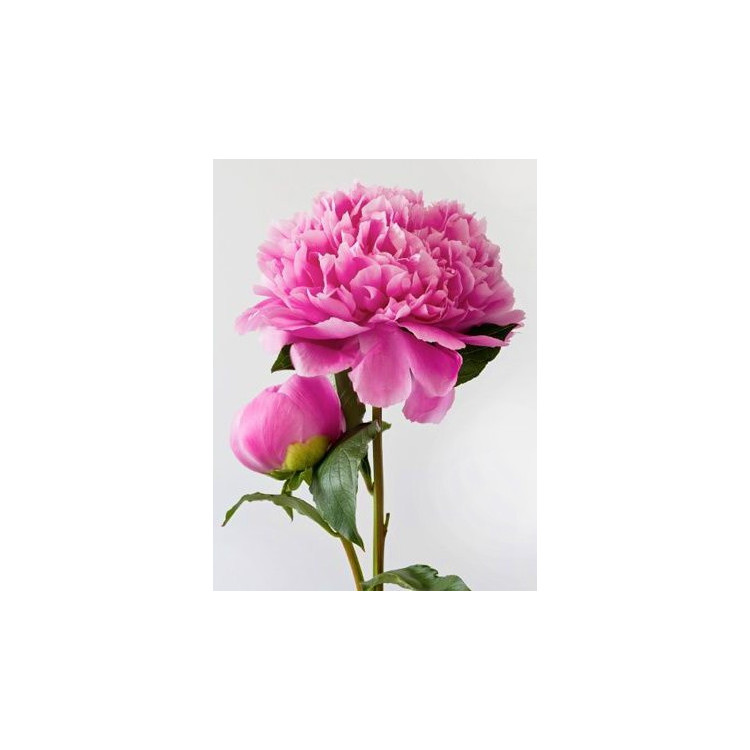 Pink Peony 15*20 cm WD276