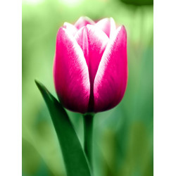 Tulip 15*20 cm WD300