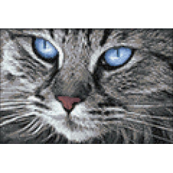 Blue-Eyed Cat WD2517