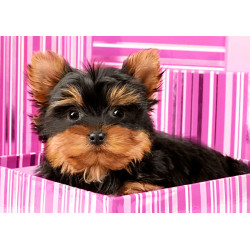 copyright (SALE) Yorkshire Terrier in Pink Box 38*27  cm WD2418