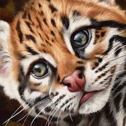 Ocelot Kitten WD2427