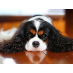 King Charles Spaniel 40?30 WD3052