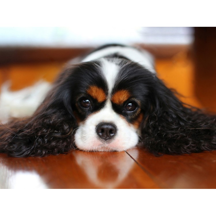 King Charles Spaniel 40?30 WD3052