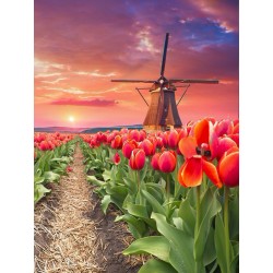 Windmill in tulips 30?40 WD3056