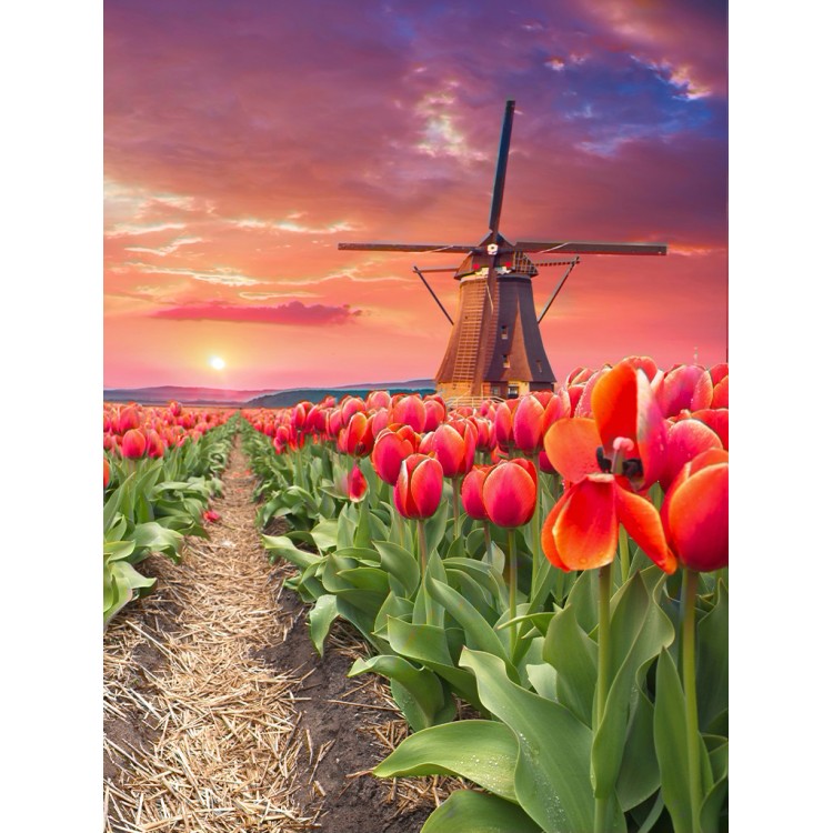 Windmill in tulips 30?40 WD3056