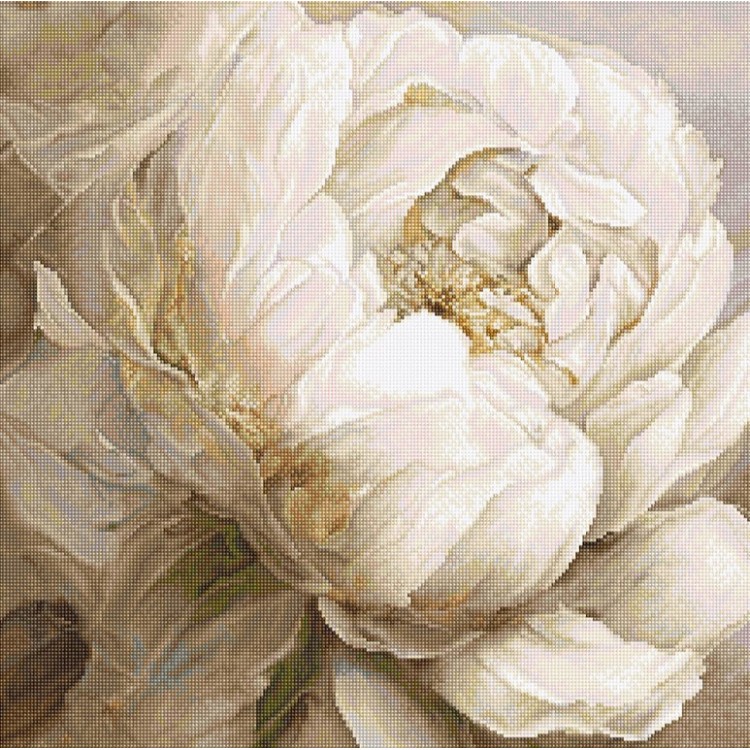 Peony Poses 35x35cm SLETIL8083