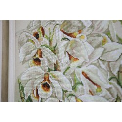 White orchid S/LTS083