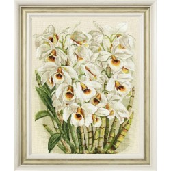 White orchid S/LTS083