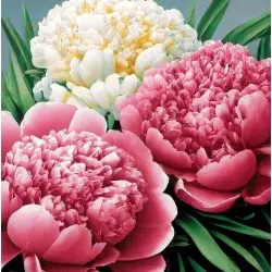 Diamond Painting kit "Peony scent" 30?30 cm WD3075