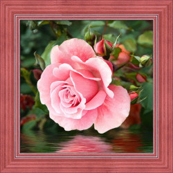 Rose by the Water 25x25 cm AZ-1704